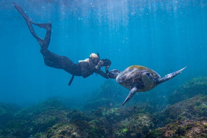 Snorkel with Turtles Gold Coast - What Makes Cook Island Special?