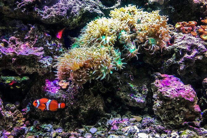 Snorkel with Turtles Gold Coast - What About the Downsides?