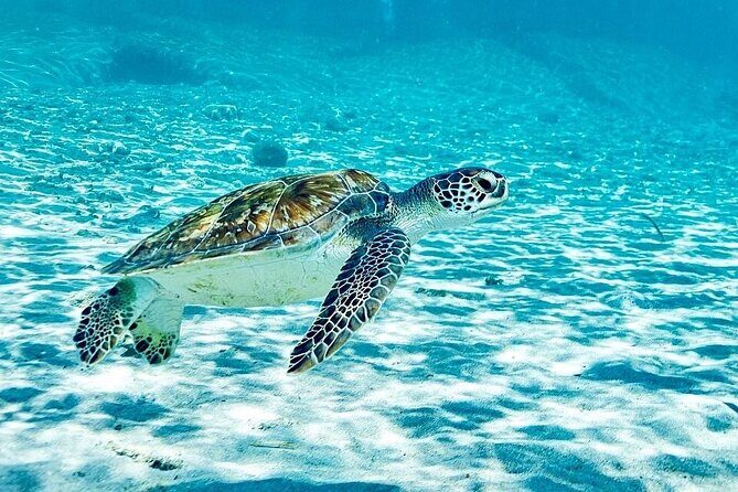 Snorkel with Turtles & Kenepa Grandi Beach: Nr.1 Island Day Trip - Key Points