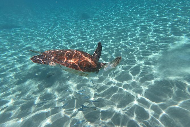 Snorkel with Turtles & Kenepa Grandi Beach: Nr.1 Island Day Trip - Timing and Duration