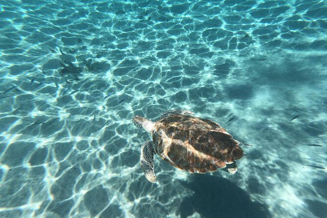 Snorkel with Turtles & Kenepa Grandi Beach: Nr.1 Island Day Trip - Cost & Value
