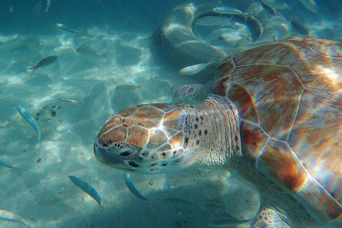 Snorkel with Turtles & Kenepa Grandi Beach: Nr.1 Island Day Trip - Real Guest Perspectives
