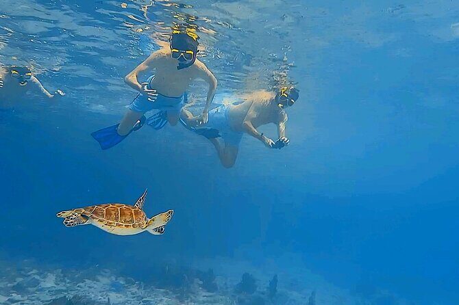 Snorkel with Turtles & see the Flamingos - The Small Group Experience