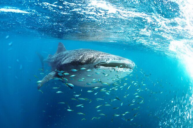 Snorkel with Whale Sharks in La Paz - Who This Tour Is Best For