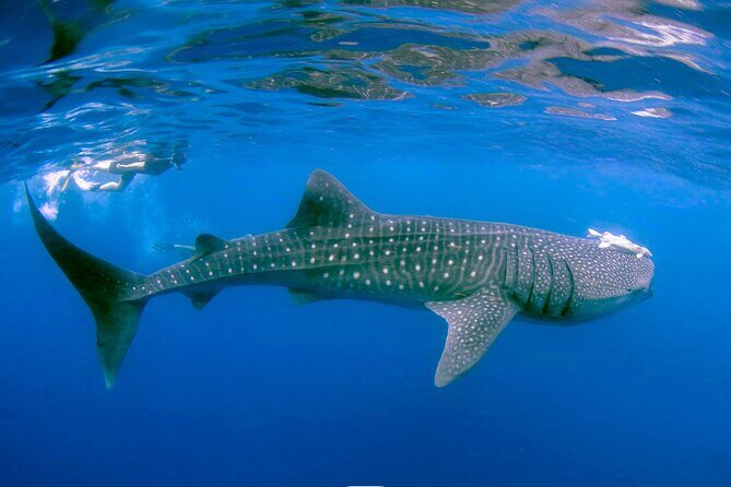 Snorkel with Whale Sharks in La Paz - Final Thoughts