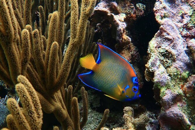 Snorkeling adventure at Puerto Morelos Reef National Park - FAQ