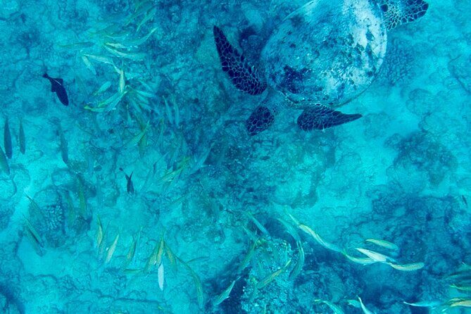 Snorkeling Adventure at Turtle Canyon - Introduction