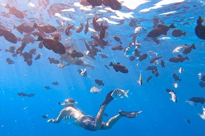 Snorkeling Adventure at Turtle Canyon - The Experience in Detail