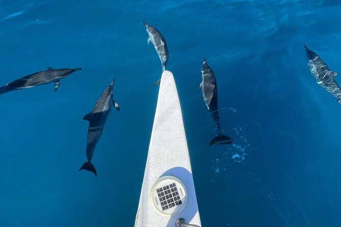 Snorkeling Adventure at Turtle Canyon - The Sum Up