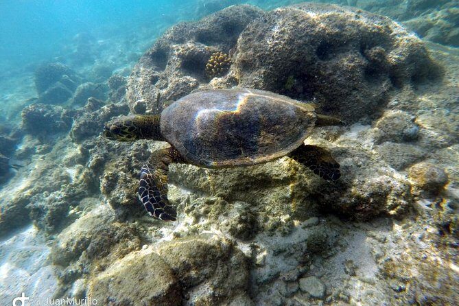Snorkeling Adventure Cabo Pulmo - Exploring the Snorkeling Adventure in Cabo Pulmo