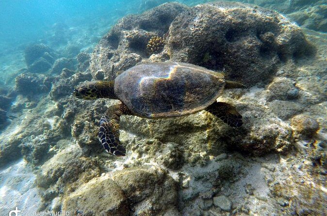 Snorkeling Adventure Cabo Pulmo - Who Will Love This Tour?