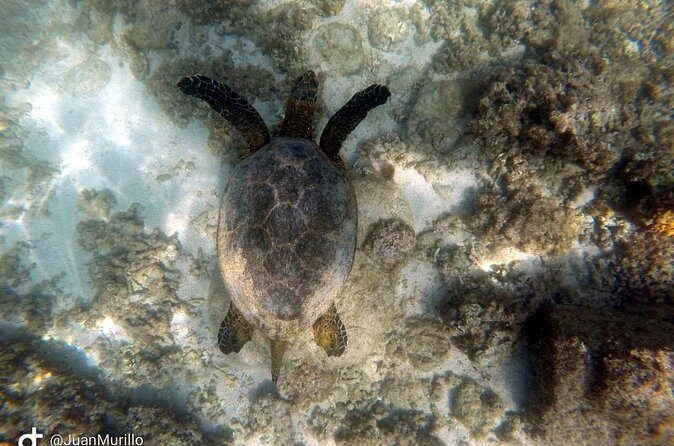 Snorkeling Adventure Cabo Pulmo - Final Thoughts: Is It Worth It?