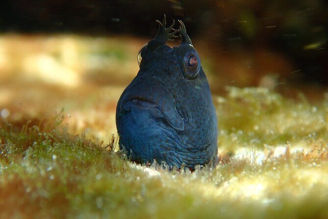 Snorkeling Adventure for Kids with Private Guide In Sydney - An Authentic, Balanced Look at the Snorkeling Adventure