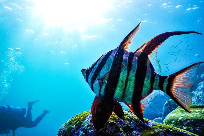 Snorkeling Adventure for Kids with Private Guide In Sydney - Who Should Consider This Tour?