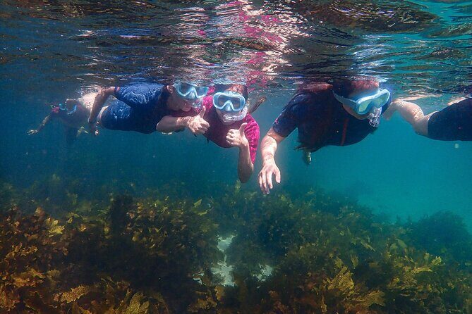 Snorkeling Adventure for Kids with Private Guide In Sydney - FAQ