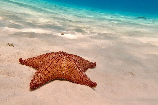 Snorkeling adventure in El Cielo, El Cielito, Palancar and Colombia. - Exploring the Itinerary: What to Expect at Each Stop