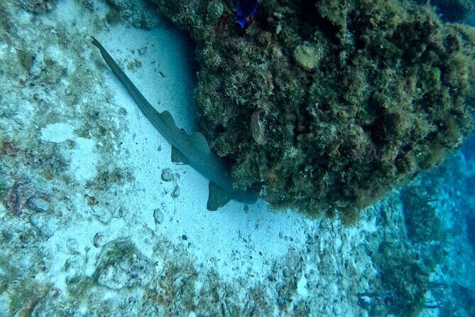 Snorkeling adventure in El Cielo, El Cielito, Palancar and Colombia. - The Overall Experience and Value