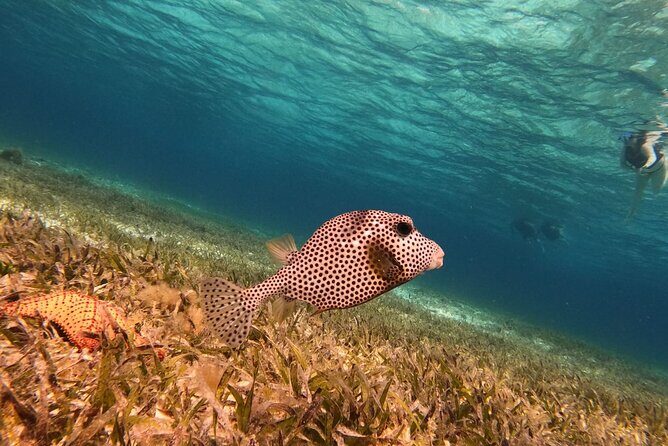 Snorkeling adventure in El Cielo, El Cielito, Palancar and Colombia. - Final Thoughts: Is This Tour Right for You?