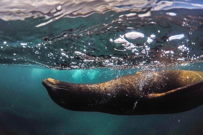 Snorkeling Adventure in La Jolla - Authentic Experiences and Real-World Feedback