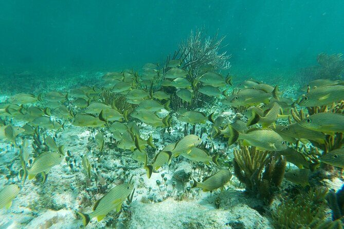 Snorkeling Adventure in Puerto Morelos - The Snorkeling Experience