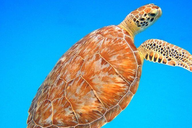 Snorkeling Adventure in St Thomas - Key Points