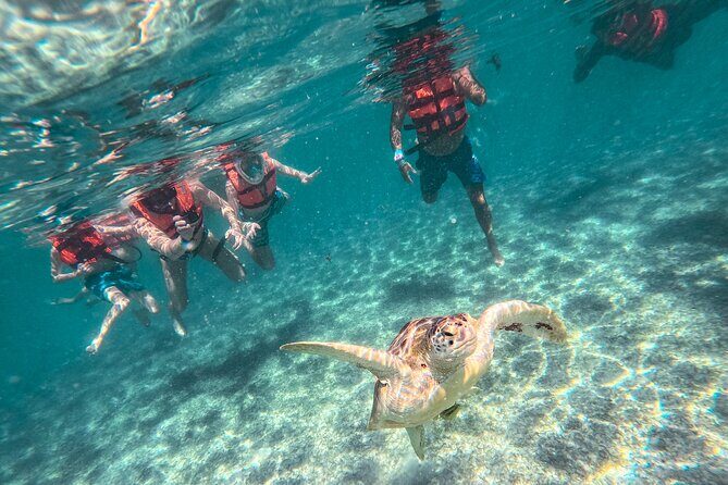 Snorkeling Adventure Swim with Sea Turtles at Akumal - Key Points
