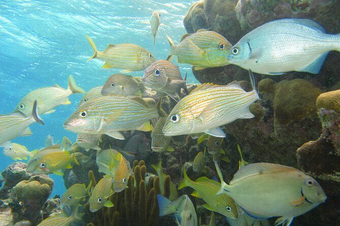 Snorkeling Adventure Swim with Sea Turtles at Akumal - Practical Tips for Participants