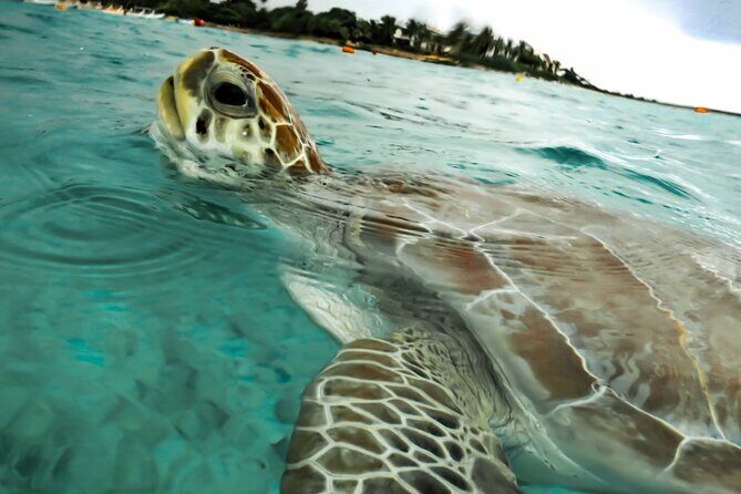 Snorkeling Adventure Swim with Sea Turtles at Akumal - The Sum Up