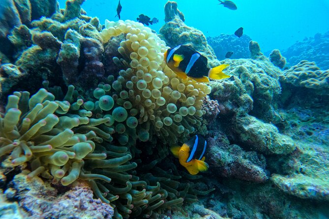 Snorkeling Adventure to Daymaniat Islands - Seasonal Considerations