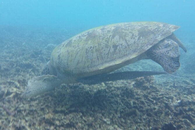 Snorkeling Adventure with Guide - Who Should Book This Tour?