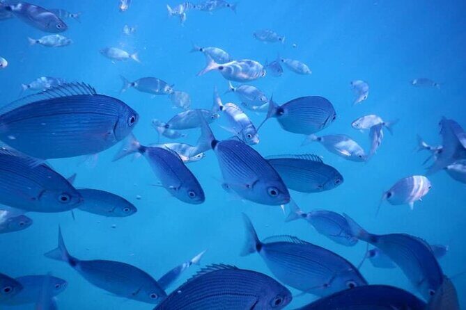 Snorkeling Adventure with Guide - The Sum Up