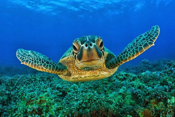 Snorkeling Adventure with Sea Turtles and Cenote Exploration - Snorkeling Adventure with Sea Turtles and Cenote Exploration: A Complete Guide