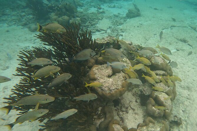 Snorkeling Adventure with Sea Turtles and Cenote Exploration - Transportation and Meeting Details