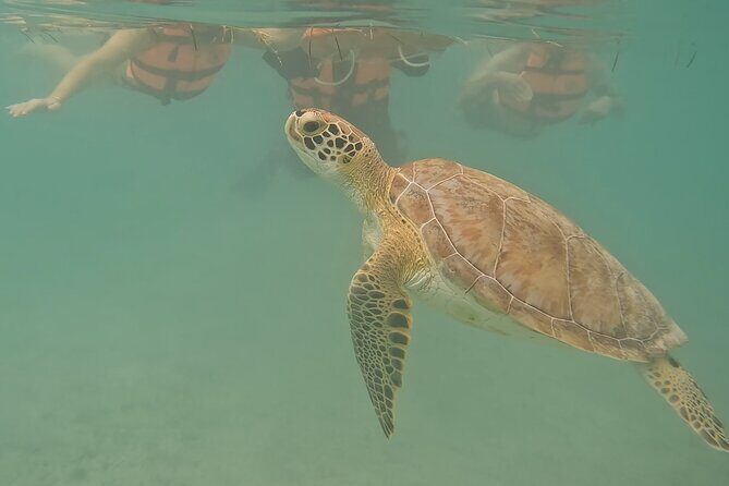 Snorkeling Adventure with Sea Turtles and Cenote Exploration - Additional Considerations