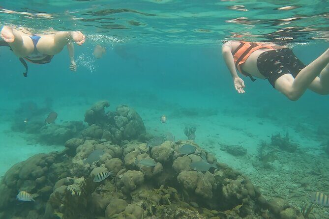 Snorkeling Adventure with Sea Turtles and Cenote Exploration - Authentic Perspectives from Travelers