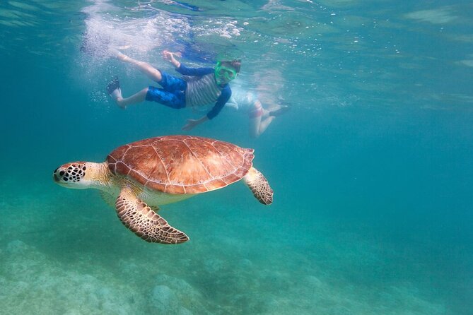 Snorkeling and Boat Tour in a Turtle Area - Additional Information and Considerations