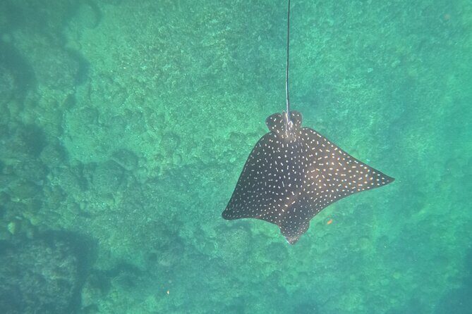 Snorkeling and boating to Los Arcos de Mismaloya Marine Sanctuary - A Closer Look at the Experience