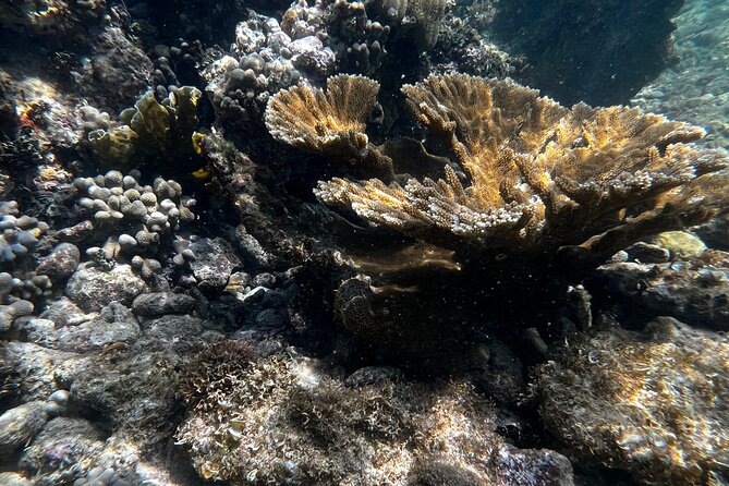 Snorkeling and Kayak Eco-Experience - Health and Safety Practices