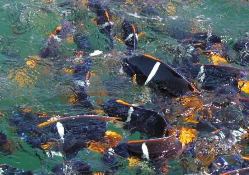 Snorkeling and Yelapa Beach Tour Majahuitas - Authentic Experiences and Practical Considerations