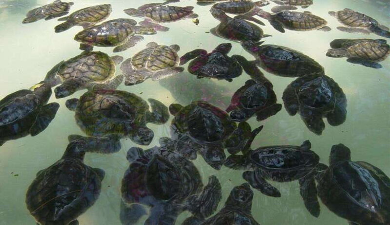 Snorkeling around 3 island & turtle sanctuary - The Value of the Experience