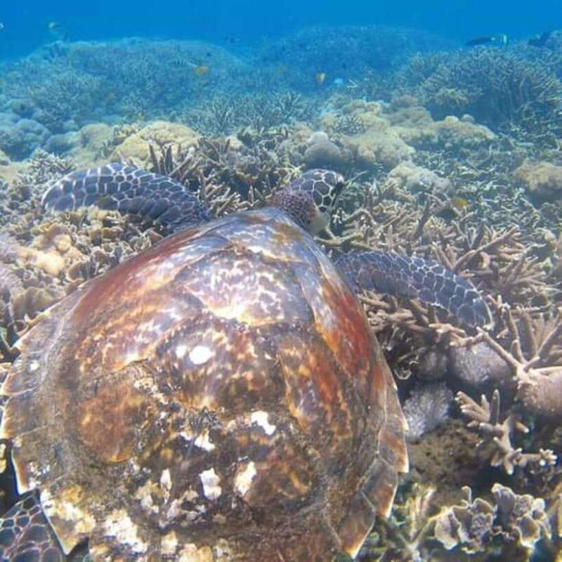 SNORKELING AT BLUELAGOON SPOT - Key Points