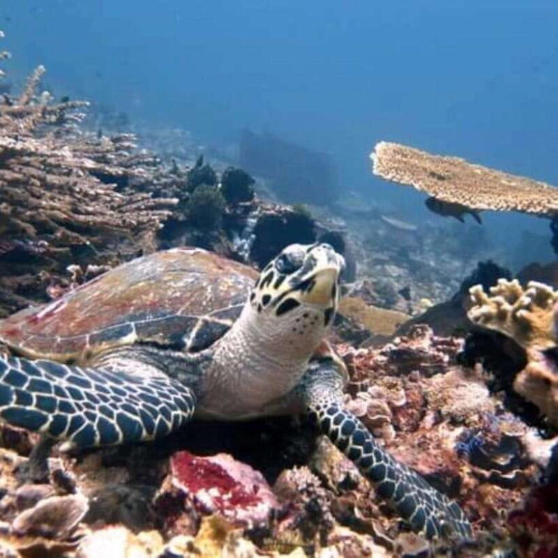 SNORKELING AT BLUELAGOON SPOT - The Experience Providers and Booking