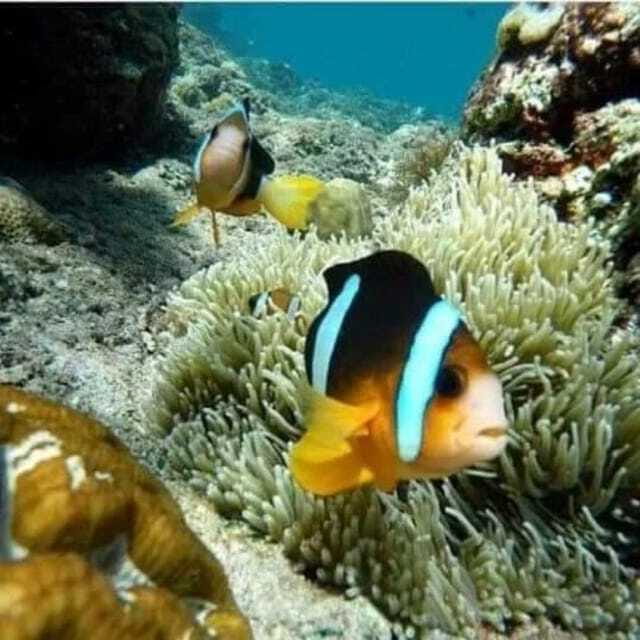 SNORKELING AT BLUELAGOON SPOT - The Sum Up: Is This Tour Worth It?