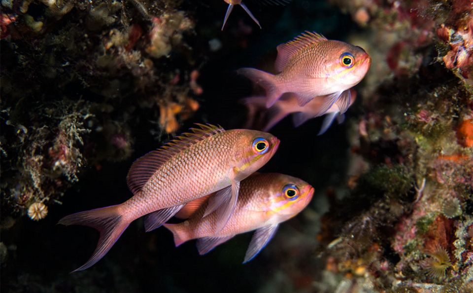 Snorkeling Baia Di Ieranto - Key Points