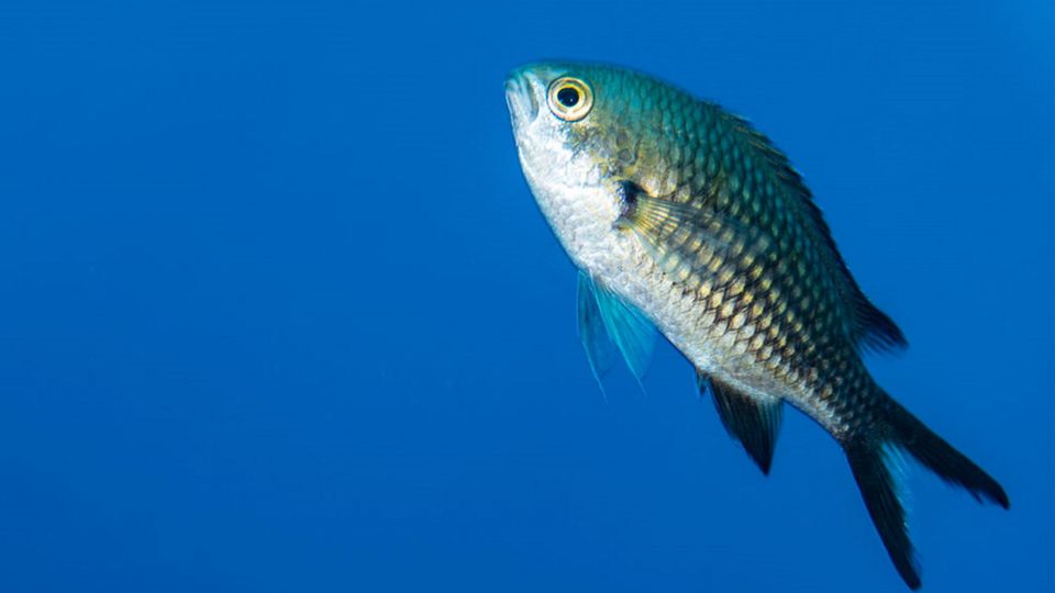 Snorkeling Baia Di Ieranto - Meeting Point Location