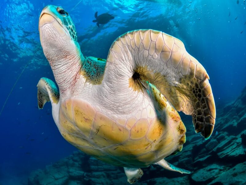 Snorkeling Boat Trip in Marine Turtles Natural Habitat - Customer Reviews