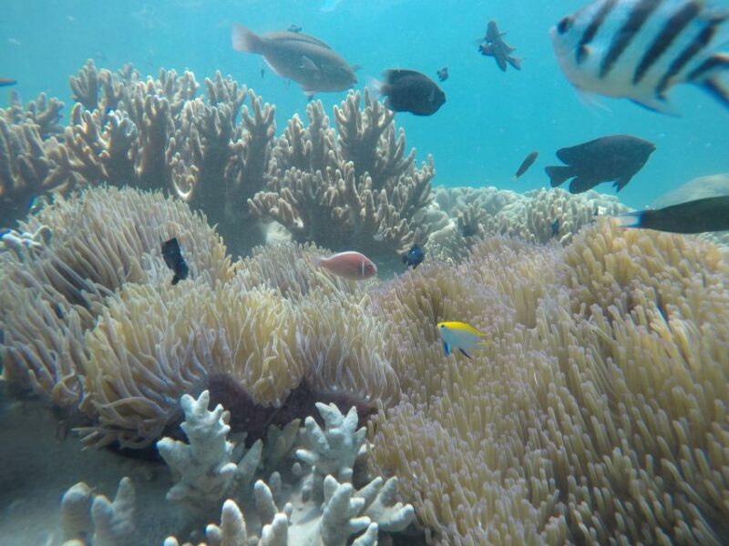 Snorkeling Cham Island: Snorkeling Tour by Speed Boat - Pricing and Duration Details