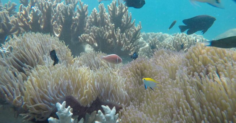 Snorkeling Cham Island: Snorkeling Tour by Speed Boat - Experience Highlights