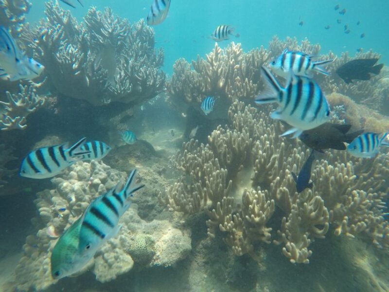Snorkeling Cham Island: Snorkeling Tour by Speed Boat - Customer Reviews and Ratings