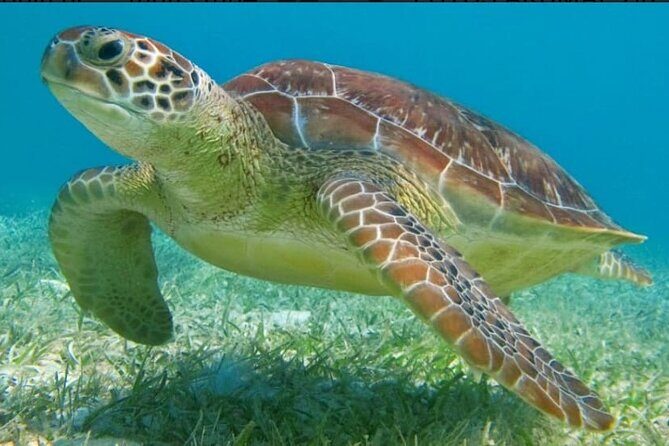 Snorkeling Combo 3 x 1 Lagoon Cenote Reef with Tulum Temples - What You Can Expect from the Tour